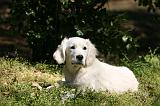 GOLDEN RETRIEVER 1101